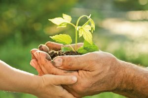 Mehrere Hände halten Erde, aus der eine Pflanze wächst, als Symbol des Nachhaltigkeitskonzepts vom Hotel SCHWARZWALD PANORAMA