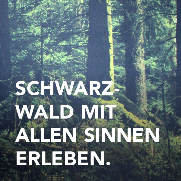 Schwarzwald mit allen Sinnen erleben, im Hintergrund Bäume