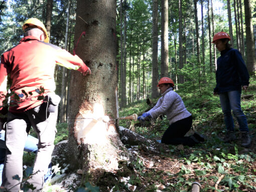 Vier Mitarbeitende des Schwarzwald Panorama bei einer Teambuilding Maßnahme im Wald. Sie fällen gemeinsam einen Baum.